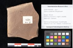 Foto (Objekt + Etikett) von Quercus palaeoilex Ettingshausen (NHMW-GEO-2024-0188-0838)